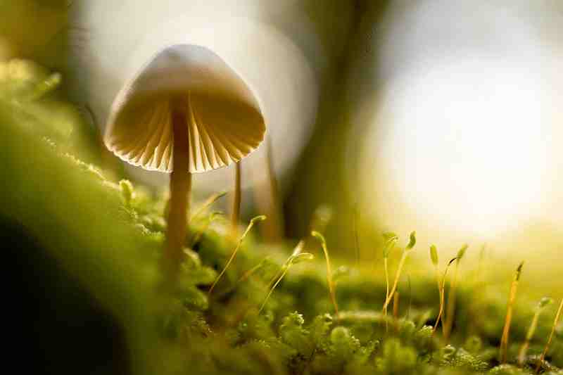 Macro land Photography 